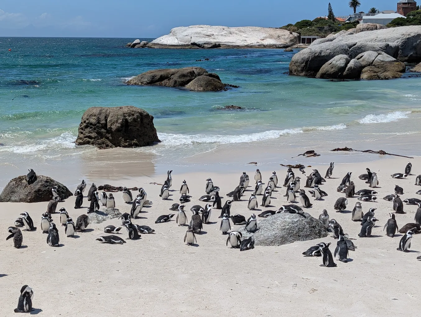Boulders Beach – Afrikanische Pinguine